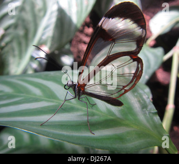 Close up of a Glasswing butterfly