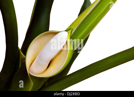 close up view of flower fruit and stems of pilodendon selloum Stock Photo