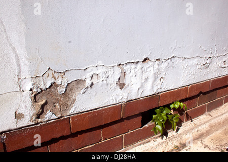 cracking and peeling paint due to rising damp Stock Photo