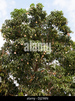 Fruit bearing mango tree Stock Photo