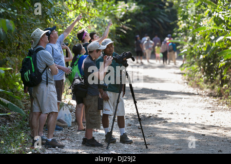 Tourists gather around a guide to get a look at the wildlife at the Manuel Antonio National Park in Costa Rica. Stock Photo