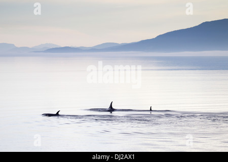 Orcas in Alaska Stock Photo