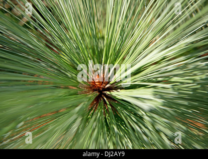 Montezuma Pine- Pinus montezumae, Taken At Sheffield Park And Gardens, Uckfield, East Sussex, England, Uk ( National Trust ) Stock Photo