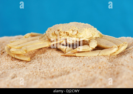 Crab exoskeleton on the sandy beach Stock Photo