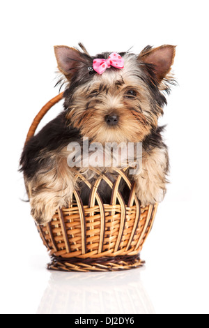 Cute yorkshire terrier puppy in a basket isolated over white Stock Photo