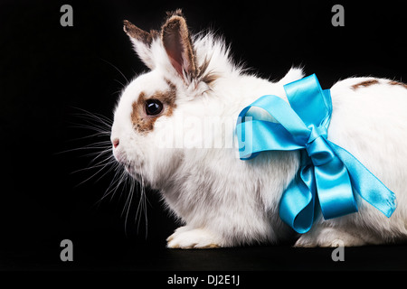 White fancy rabbit with a ribbon over black background Stock Photo