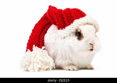 White fancy rabbit in a knitted cap over white Stock Photo