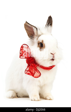 White fancy rabbit with a bow over white Stock Photo