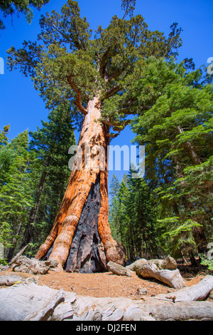 Sequoias in Mariposa grove at Yosemite National Park California Stock Photo