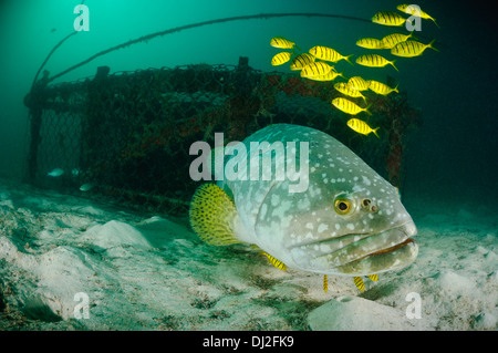 A giant grouper with a school of golden trevallies, Mabul, Sabah, Malaysia. In the background is an old fish trap. Stock Photo