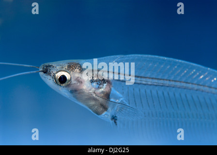 Asian Glass Catfish, Stock Photo