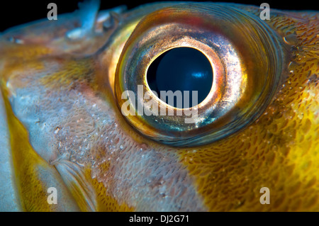 Fish-Eye Close-up Stock Photo