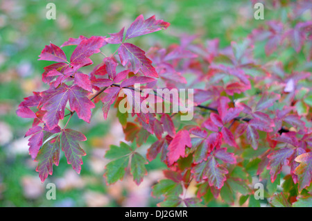 Paperbark maple leaves turning red in autumn Acer griseum Stock Photo