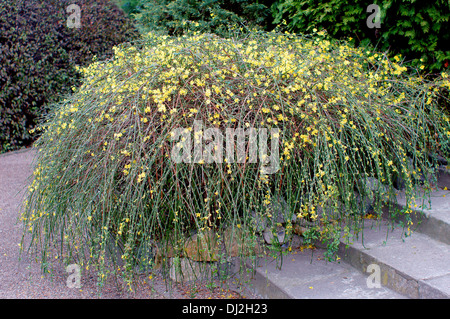 Winter jasmine in full bloom Jasminum nudiflorum Stock Photo