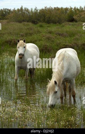 Semi-wild Camargue horses, Camargue, France Stock Photo