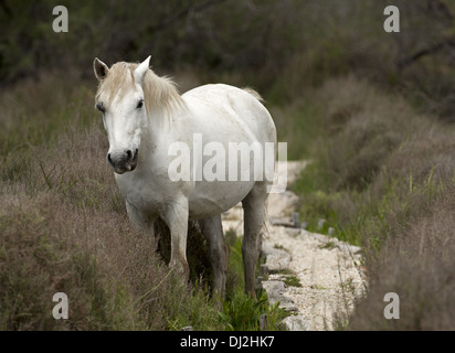 Semi-wild Camargue horse Stock Photo