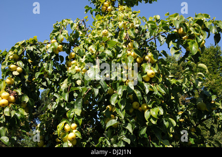 Asian pear Stock Photo