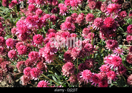 Purple coneflower Stock Photo