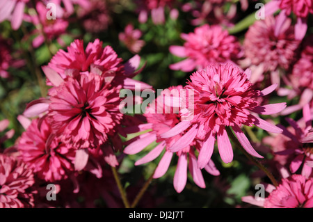 Purple coneflower Stock Photo