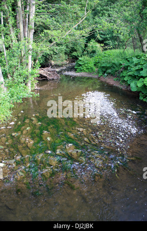 Stream at the Knapp and Papermill Nature Reserve, located near Alfrick in Worcestershire. Stock Photo