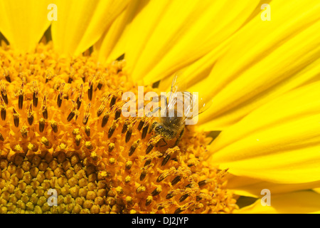 Sunflower Stock Photo