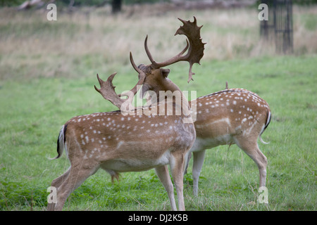 Fallow deer at Charlecote Park, a grand 16th century country house, surrounded by its own deer park, in Warwickshire. Stock Photo