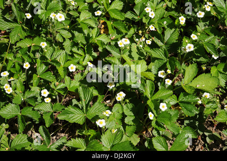 Strawberries Stock Photo