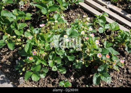 Pink-flowering strawberries Stock Photo