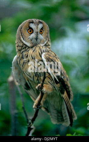 Waldohreule (Asio otus), Long-eared Owl - Asio otus (Strix otus)