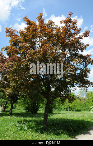 Redleaved norway maple Stock Photo