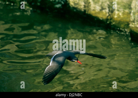 Inca Tern (Larosterna inca), Inkaseeschwalbe (Larosterna inca) Stock Photo