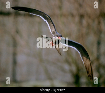 Inca Tern (Larosterna inca), Inkaseeschwalbe (Larosterna inca) Stock Photo