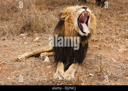 Yawning lion (Panthera leo) Stock Photo