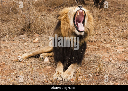 Yawning lion (Panthera leo) Stock Photo