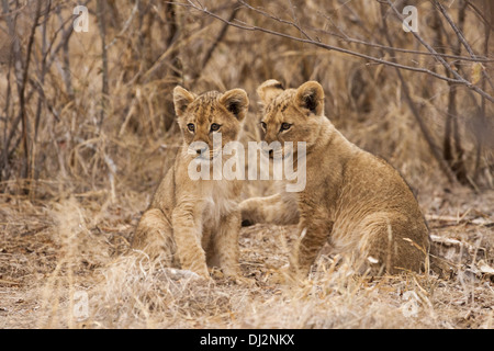 young lions (Panthera leo) Stock Photo