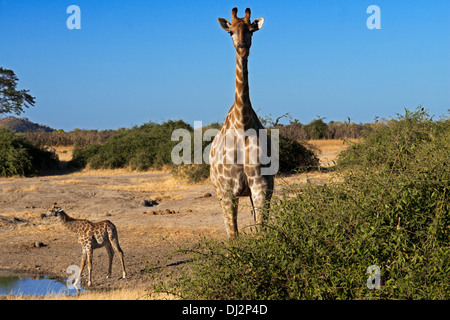 Several giraffes drinking water at a waterhole near the camp Savute Elephant Camp by Orient Express in Botswna in Chobe Park Stock Photo