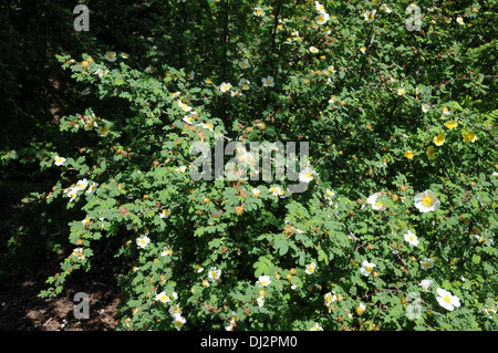 Rosa omeiensis ssp, pteracantha Stock Photo