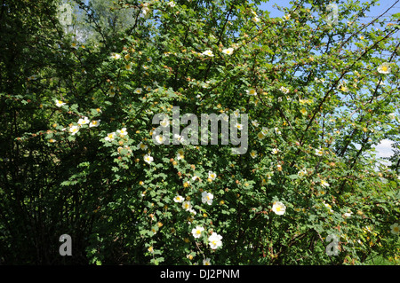 Rosa omeiensis ssp, pteracantha Stock Photo