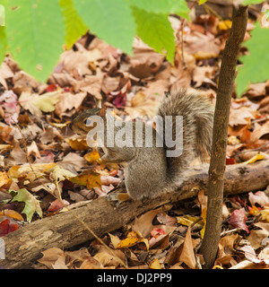 Squirrel in central park, New York City, United States of America. Stock Photo