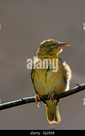 Village Weaver (Ploceus cucullatus), Spotted-backed Weaver Black-headed Weaver, Dorfweber (Ploceus cucullatus), Textorweber Stock Photo