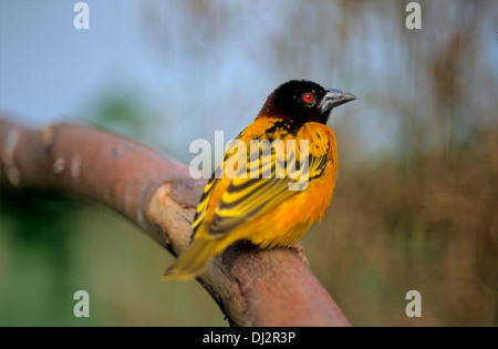 Village Weaver (Ploceus cucullatus), Spotted-backed Weaver Black-headed Weaver, Dorfweber (Ploceus cucullatus), Textorweber Stock Photo