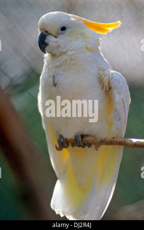 Sulphur-crested Cockatoo (Cacatua galerita), Gelbhaubenkakadu (Cacatua galerita) Stock Photo
