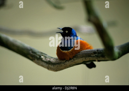 Superb Starling (Lamprotornis superbus), Dreifarben-Glanzstar (Lamprotornis superbus) Stock Photo