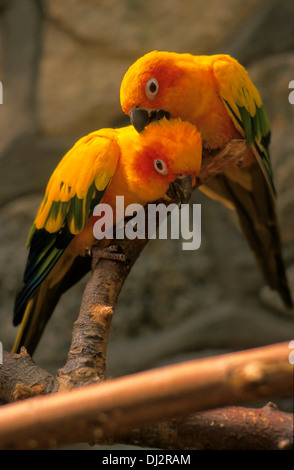 Sun Parakeet, Sun Conure (Aratinga solstitialis), Sonnensittich (Aratinga solstitialis), Paar Stock Photo