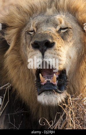 Lion (Panthera leo) roaring Stock Photo