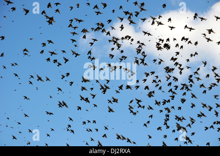 Starlings Stock Photo