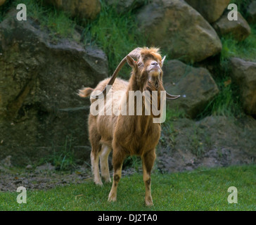 Thüringer Waldziege, Thuringian goat Stock Photo