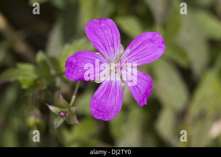 Marsh cranesbill Geranium palustre Stock Photo