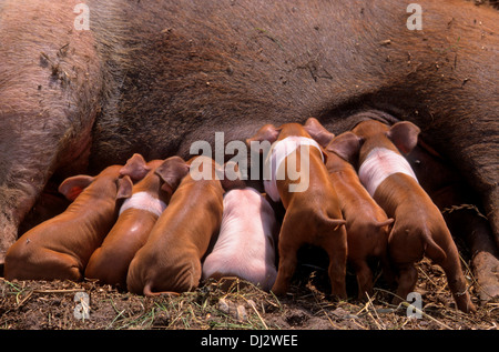 Rotbuntes Husumer Protestschwein, Dänisches Protestschwein, Deutsches Sattelschwein Abteilung Rotbuntes Husumer Schwein Stock Photo