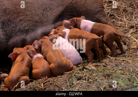 Rotbuntes Husumer Protestschwein, Dänisches Protestschwein, Deutsches Sattelschwein Abteilung Rotbuntes Husumer Schwein Stock Photo